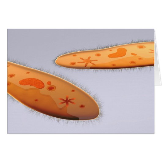 Microscopic View Of Paramecium 4 Cards (Front Horizontal)