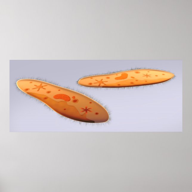Microscopic View Of Paramecium 4 Poster (Front)