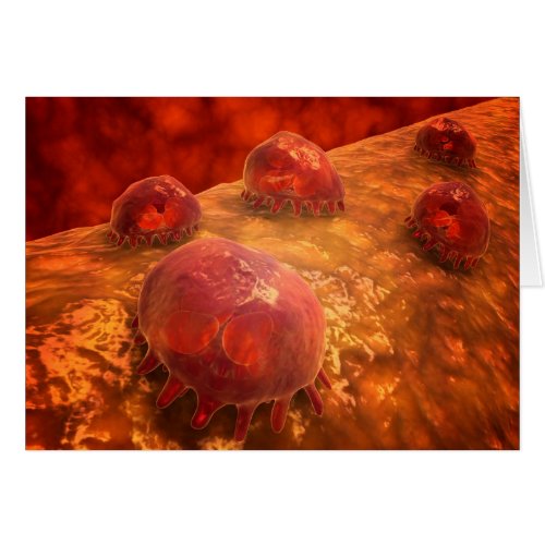 Microscopic View Of Phagocytic Macrophages 1