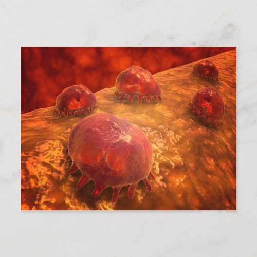 Microscopic View Of Phagocytic Macrophages 1 Postcard