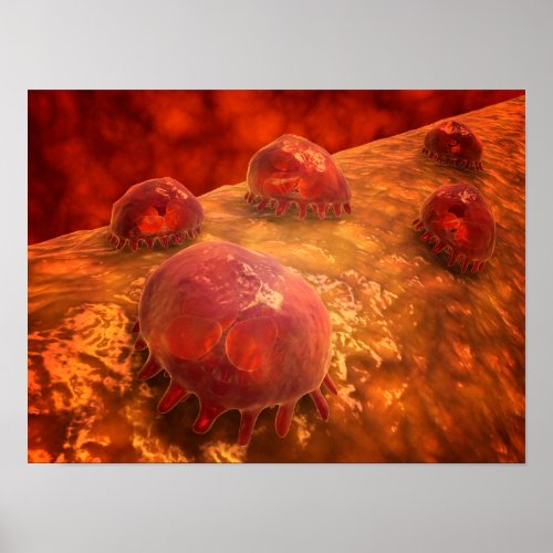 Microscopic View Of Phagocytic Macrophages 1 Poster