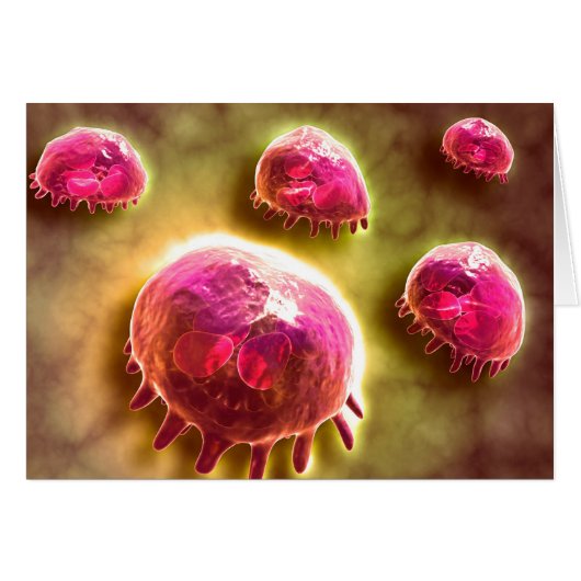 Microscopic View Of Phagocytic Macrophages 2 Cards (Front Horizontal)