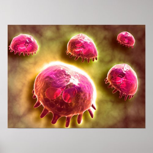 Microscopic View Of Phagocytic Macrophages 2 Poster