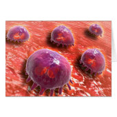 Microscopic View Of Phagocytic Macrophages 3 (Front Horizontal)