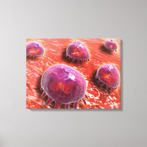 Microscopic View Of Phagocytic Macrophages 3 Canvas Print