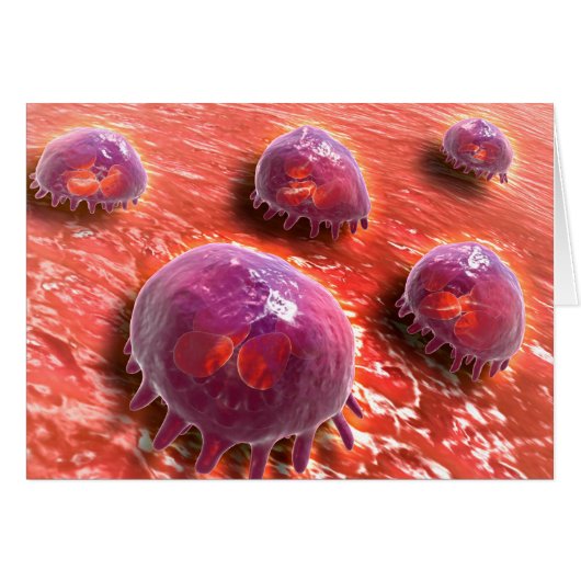 Microscopic View Of Phagocytic Macrophages 3 Cards (Front Horizontal)