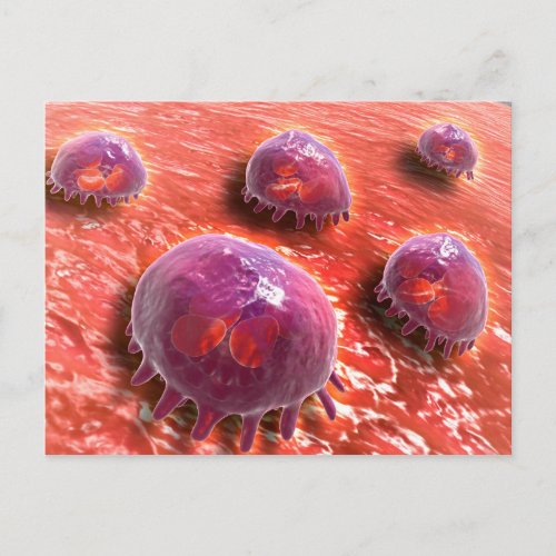 Microscopic View Of Phagocytic Macrophages 3 Postcard
