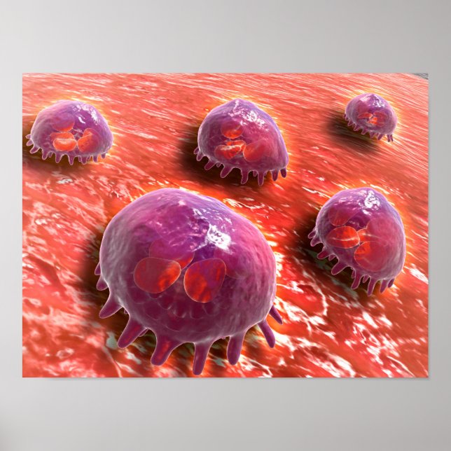 Microscopic View Of Phagocytic Macrophages 3 Poster (Front)