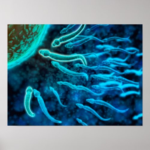Microscopic View Of Sperm Swimming Toward Egg 1 Poster