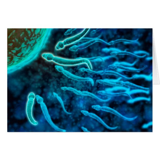 Microscopic View Of Sperm Swimming Towards Egg 1 Cards (Front Horizontal)