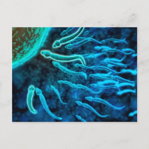 Microscopic View Of Sperm Swimming Towards Egg 1 Postcard