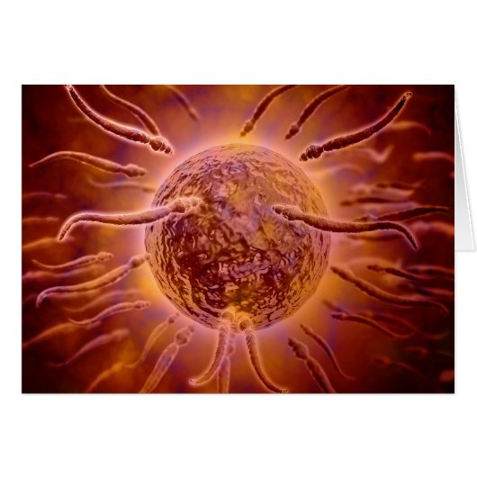 Microscopic View Of Sperm Swimming Towards Egg 2 Cards (Front Horizontal)