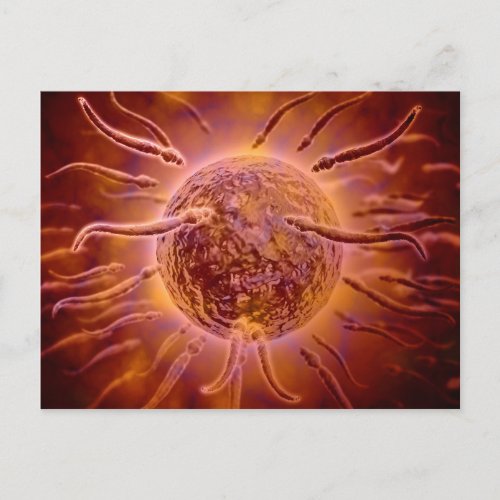 Microscopic View Of Sperm Swimming Towards Egg 2 Postcard