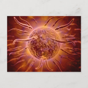 Microscopic View Of Sperm Swimming Towards Egg 2 Postcard