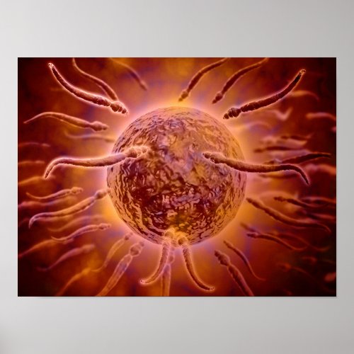 Microscopic View Of Sperm Swimming Towards Egg 2 Poster