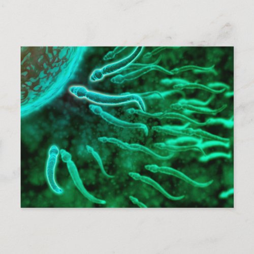 Microscopic View Of Sperm Swimming Towards Egg 3 Postcard