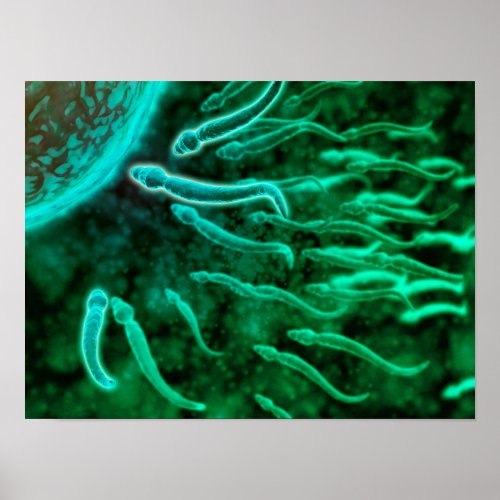 Microscopic View Of Sperm Swimming Towards Egg 3 Poster