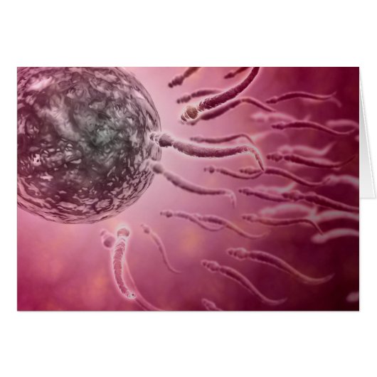 Microscopic View Of Sperm Swimming Towards Egg 4 Cards (Front Horizontal)