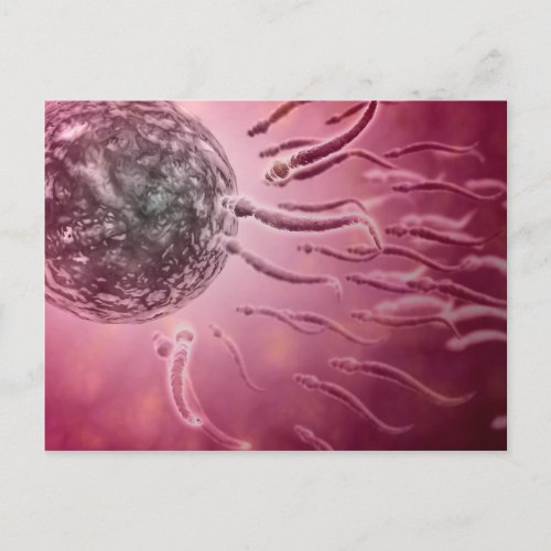 Microscopic View Of Sperm Swimming Towards Egg 4 Postcard