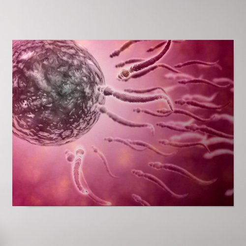 Microscopic View Of Sperm Swimming Towards Egg 4 Poster