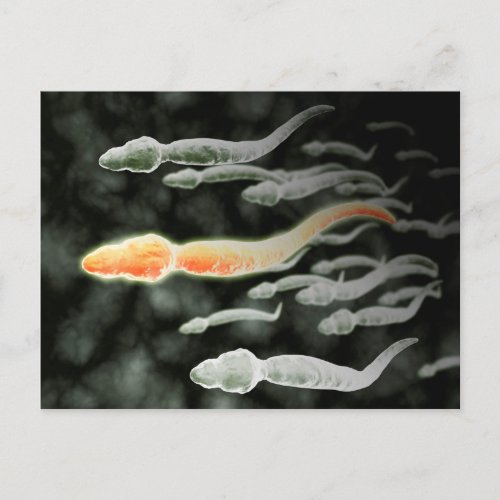 Microscopic View Of Sperm Traveling Postcard