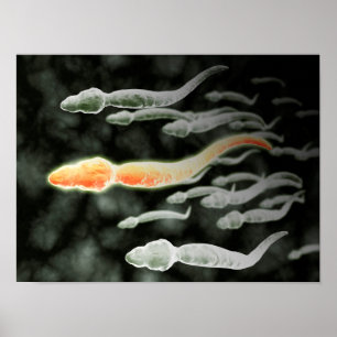 Microscopic View Of Sperm Traveling Poster