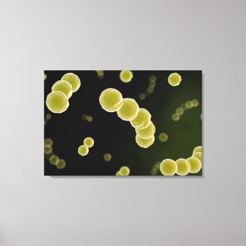 Microscopic View Of Streptococcus 1 Canvas Print