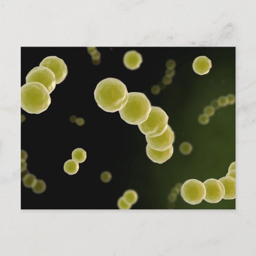 Microscopic View Of Streptococcus 1 Postcard