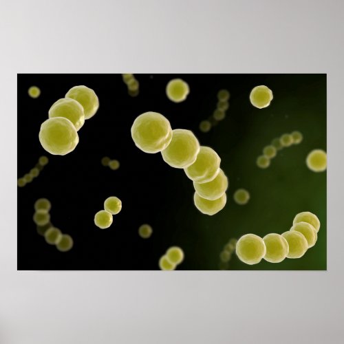 Microscopic View Of Streptococcus 1 Poster