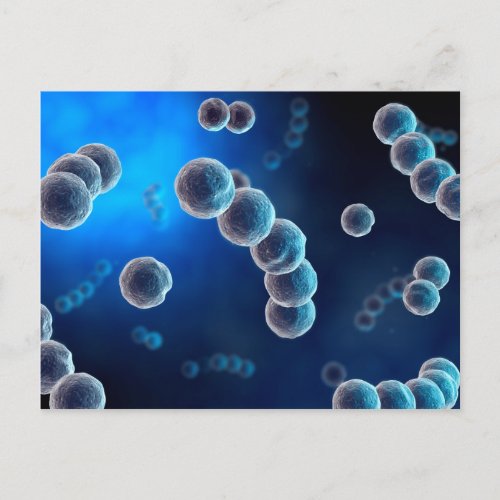 Microscopic View Of Streptococcus 2 Postcard