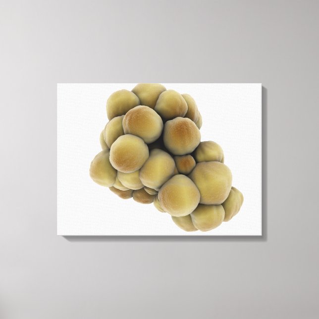 Microscopic View Of Tumor 5 Canvas Print (Front)