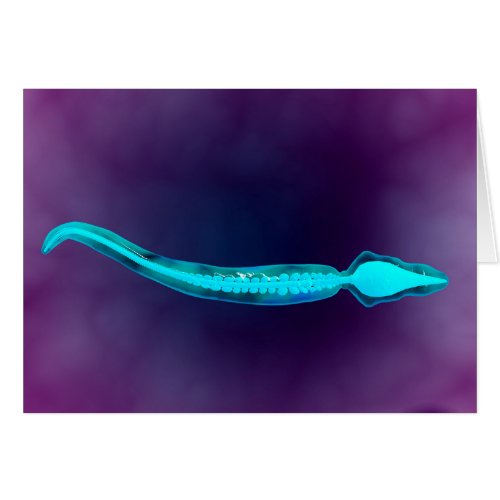Microscopic View Showing Bone Structure Of Sperm
