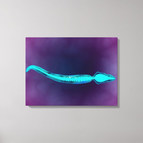Microscopic View Showing Bone Structure Of Sperm Canvas Print
