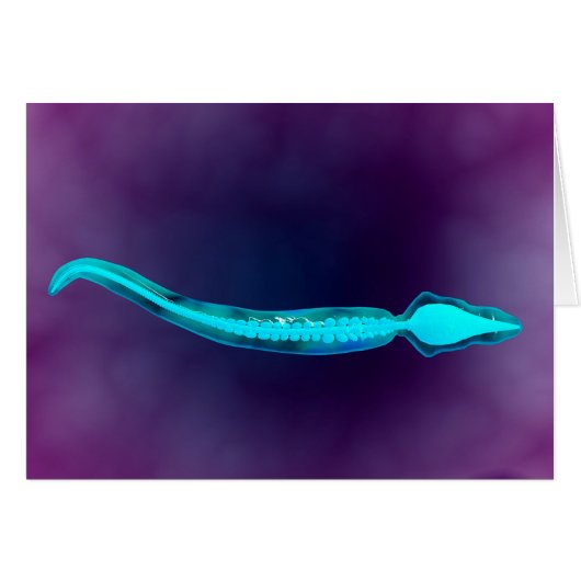 Microscopic View Showing Bone Structure Of Sperm Cards (Front Horizontal)