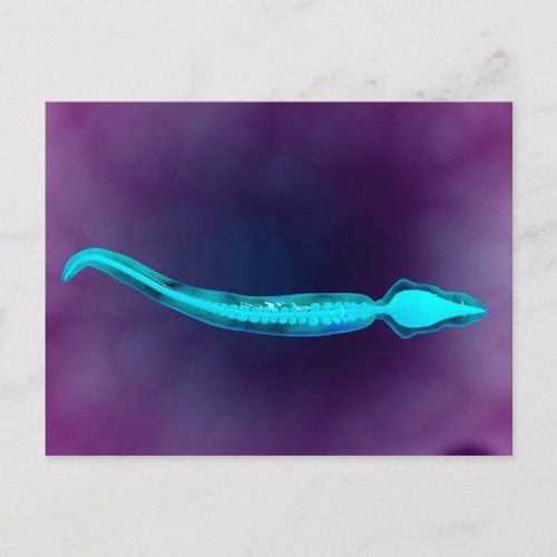 Microscopic View Showing Bone Structure Of Sperm Postcard