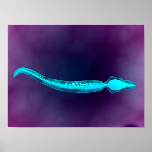 Microscopic View Showing Bone Structure Of Sperm Poster