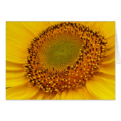middle of sunflower (Front Horizontal)