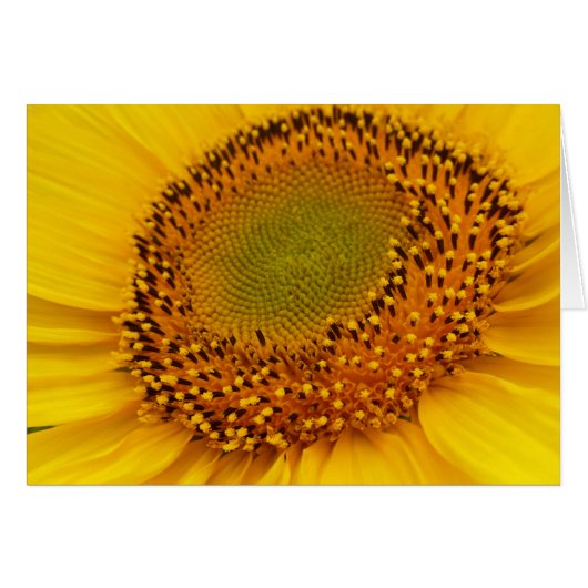 middle of sunflower cards (Front Horizontal)