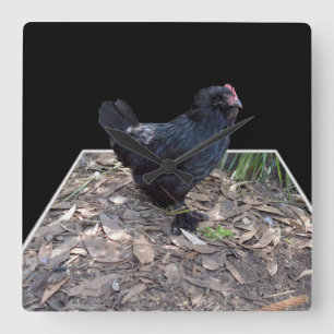 "Midnight Feathers: A Black Chicken in Popout Art" Square Wall Clock