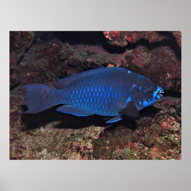 Midnight Parrotfish Poster (Front)