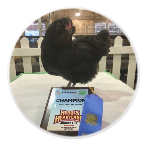 Midnight the Ameraucana champion chicken knob pull