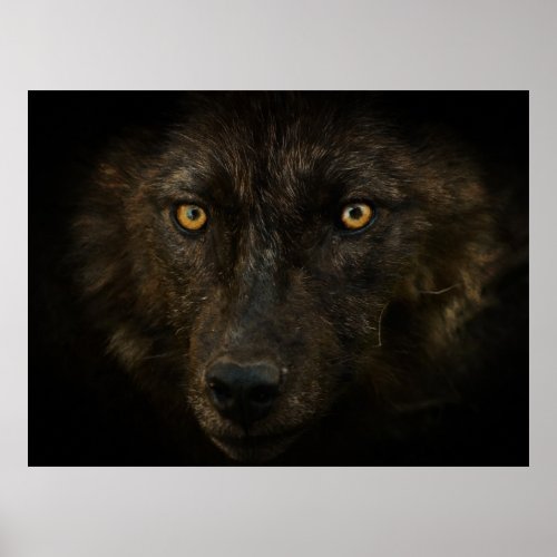 Midnights Gaze _ Black Wolf Wild Animal Wildlife Poster