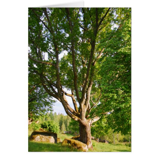 Midsummer Light Småland Cards (Front)