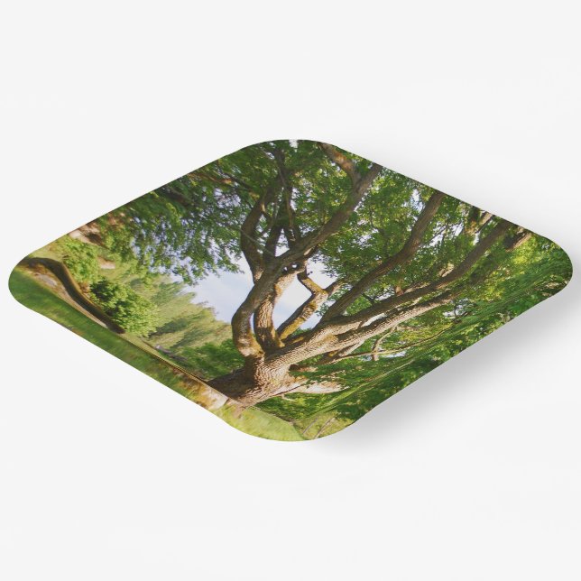 Midsummer Light Småland  Paper Plates (Angled)