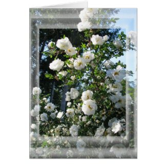 Midsummer Roses Cards