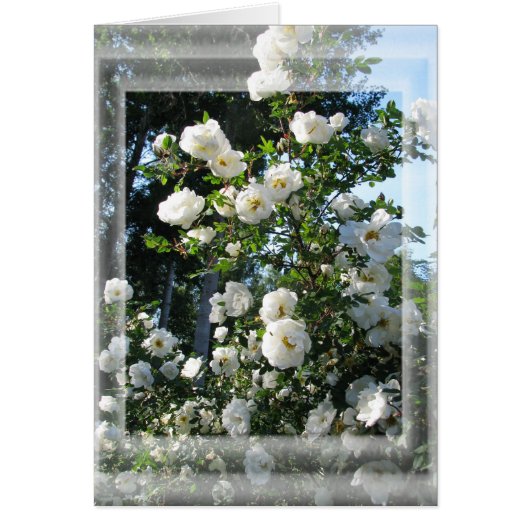 Midsummer Roses Cards (Front)