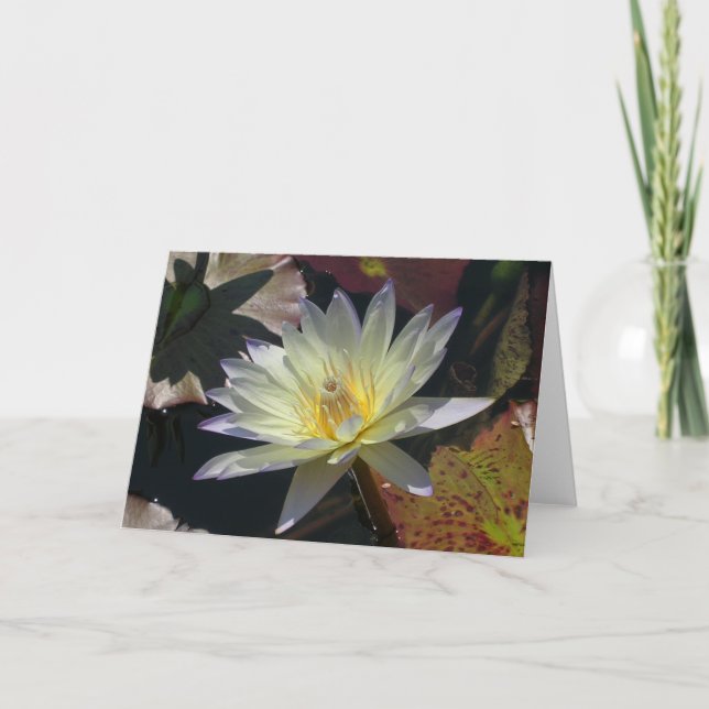 Midsummer Water Lily Card (Front)
