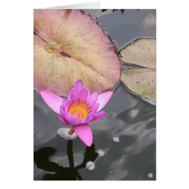 Midsummer Water Lily Cards (Front)