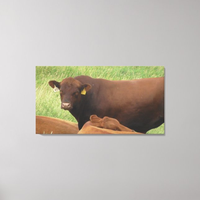 Midwest Cow Photography Wrapped Canvas Art (Front)