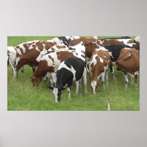 Midwest Cows Grazing in the Fields Photo Poster